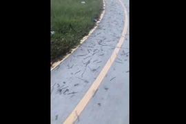 Rùng rợn hàng trăm con giun đất trồi lên sân vận động ở Đồng Nai