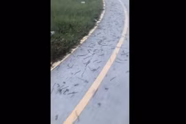 Rùng rợn hàng trăm con giun đất trồi lên sân vận động ở Đồng Nai