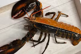 Ngư dân bắt được tôm hùm hai màu hiếm gặp ngoài khơi Cape Cod