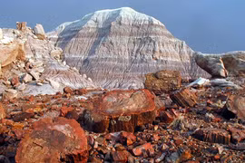 Khu rừng 'đóng băng thời gian' 200 triệu năm giữa sa mạc Mỹ