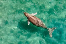 Bò biển Dugong quý hiếm bất ngờ xuất hiện tại biển Côn Đảo