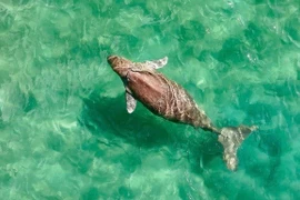 Bò biển Dugong quý hiếm bất ngờ xuất hiện tại biển Côn Đảo