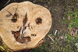 Vì sao nhìn thấy khuôn mặt trên những đồ vật quen thuộc?