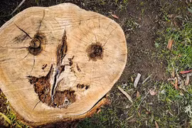 Vì sao nhìn thấy khuôn mặt trên những đồ vật quen thuộc?