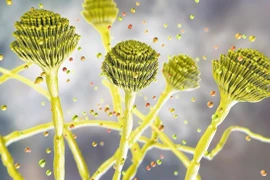 Công bố sốc: Nấm cực độc trong lăng mộ cổ chữa được ung thư