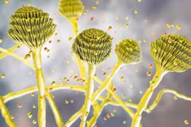 Công bố sốc: Nấm cực độc trong lăng mộ cổ chữa được ung thư