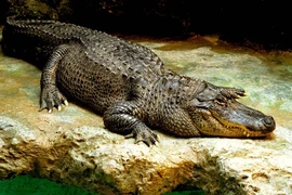 Rợn gáy những động vật sẵn sàng ăn thịt cả đồng loại