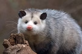 Sửng sốt bí kíp giả chết của chồn Opossum thoát nanh vuốt kẻ săn mồi