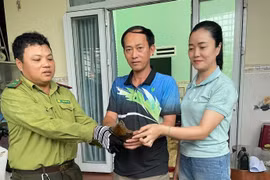 Quảng Ngãi thả rùa đầu to về tự nhiên: Loài quý hiếm, ưu tiên bảo vệ!