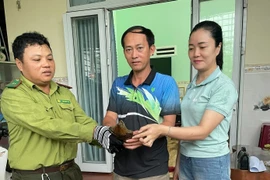 Quảng Ngãi thả rùa đầu to về tự nhiên: Loài quý hiếm, ưu tiên bảo vệ!