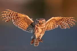 Động vật nào nghe được âm thanh ở khoảng cách xa kinh ngạc?