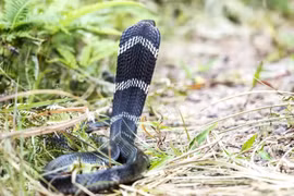 Động vật nguy cấp xuất hiện dày đặc tại khu bảo tồn Bái Tử Long