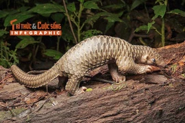 [INFOGRAPHIC] Tê tê Java - động vật quý hiếm trong Sách Đỏ Việt Nam