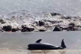 Nhiều 'quái ngư' từng dạt vào bờ gây xôn xao