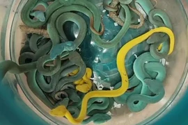 44 con rắn độc trong vali ở sân bay gồm loài kịch độc nào?