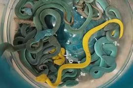 44 con rắn độc trong vali ở sân bay gồm loài kịch độc nào?