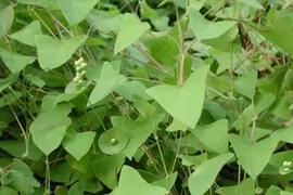 Cây kỳ lạ có gai nhọn khiến rắn độc không dám bén mảng