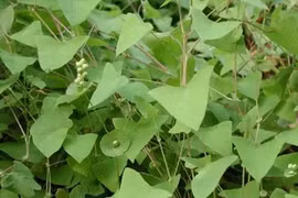 Cây kỳ lạ có gai nhọn khiến rắn độc không dám bén mảng