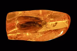 Gián 40 triệu tuổi bị giam trong hổ phách, khoa học sửng sốt