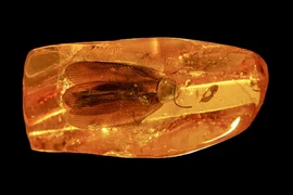 Gián 40 triệu tuổi bị giam trong hổ phách, khoa học sửng sốt