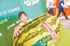 Dưa hấu "quái vật" 100kg ở Trung Quốc thế giới choáng váng