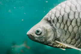 Trung Quốc công bố giống cá diếc lai không xương dăm