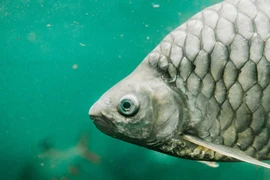 Trung Quốc công bố giống cá diếc lai không xương dăm