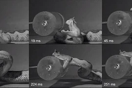 Lần đầu tiên cảnh rắn độc tấn công được ghi lại cực kỳ chi tiết