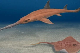 Phát hiện loài cá mập tiền sử mới hình lưỡi cưa độc đáo