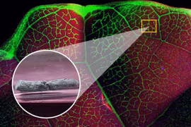 Loài thực vật có thể chiết xuất các kim loại độc hại trong đất