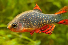 Tận mục loài cá đẹp như tranh thủy mặc, dân chơi cá cảnh mê mẩn săn lùng