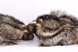 Sự thật rùng mình về loài chuột có lông tẩm độc chết người