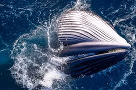 Cá voi khổng lồ gây choáng ngợp với màn săn mồi ở Gia Lai