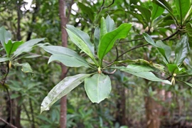Gây sốt loài cây duy nhất biết “đẻ con”, mọc đầy ở Việt Nam