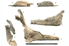 Hài cốt phụ nữ chôn cùng con la hé lộ bí ẩn cổ đại