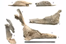 Hài cốt phụ nữ chôn cùng con la hé lộ bí ẩn cổ đại