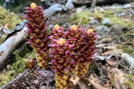 Loài cây từng bị ghét cay ghét đắng, nay muốn mua cũng khó