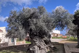 Kinh ngạc cây ô liu 3.000 năm tuổi vẫn ra quả đều