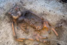 Thợ dò kim loại phát hiện ngôi mộ thời Viking quý hiếm