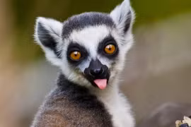 Ngắm cận vượn cáo nuôi nhốt sống lâu nhất thế giới