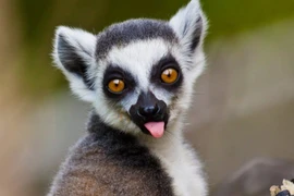 Ngắm cận vượn cáo nuôi nhốt sống lâu nhất thế giới