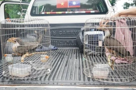 Niệc nâu bay vào nhà dân ở Quảng Trị quý hiếm cỡ nào?