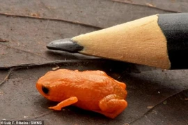 Sửng sốt loài cóc bí ngô mới được phát hiện tại Brazil