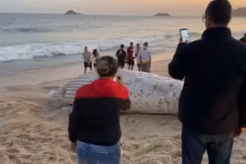  Xác sinh vật biển khổng lồ dạt bờ khiến dân tình hoang mang