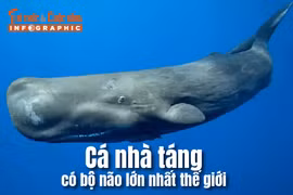 [INFOGRAPHIC] Cá nhà táng có bộ não lớn nhất thế giới