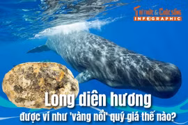 [INFOGRAPHIC] Long diên hương được ví như 'vàng nổi', quý giá thế nào? 