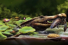 Phát hiện hóa thạch mới tại Ai Cập hé lộ loài cá sấu cổ đại