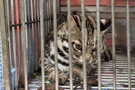 VQG Hoàng Liên tái thả nhiều động vật quý hiếm về tự nhiên