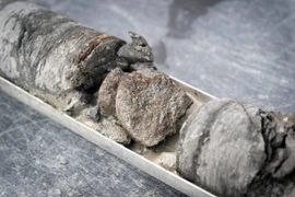 Tìm thấy hóa thạch khủng long dưới bãi đậu xe của bảo tàng