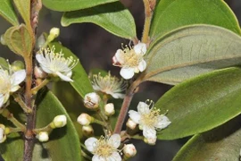 Chạy đua với thời gian cứu 'cây thây ma' ở Australia khỏi nguy cơ tuyệt chủng